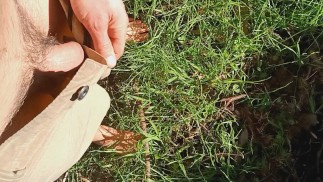 Просто золотой дождь на траве.