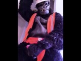 furry Gorilla in construction gear jerks off