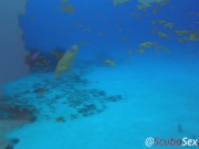 Preview 2 of SCUBA Sex Quickie while on a deep dive exploring a coral reef