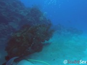 Preview 5 of SCUBA Sex Quickie while on a deep dive exploring a coral reef
