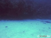 Preview 6 of SCUBA Sex Quickie while on a deep dive exploring a coral reef