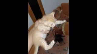 Милые котики короткометражка часть 2