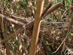 Sex in the Jungle - Screenshot 1 of 16 - Jungle Sex