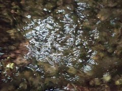 Getting Wet Fully Clothed In The River