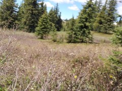 Pee with me Two 2/16