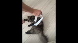 kitty playing with free tickets
