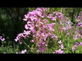 A change of pace, enjoy the flowers
