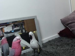 Cam Comedy 27: I Love Making It Jiggle - Rem Sequence