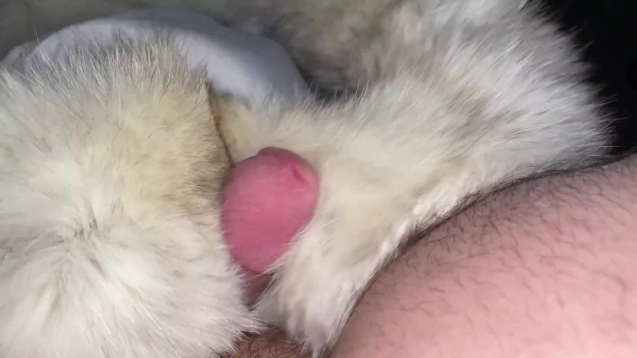 青いキツネの毛皮は8つの兼ショットを取得します - Pornhub Gay