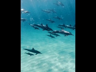 Dolpy Dolphins