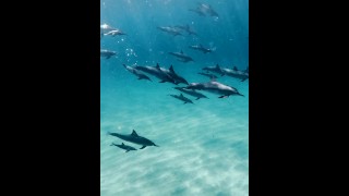 Delfines adorables