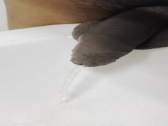 peeinglover - Screenshot 3 of 16 - Clearpiss