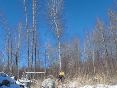 CHORES: Three Trees