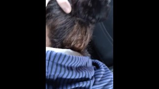 Возбужденный автостопщик дает голову для поездки