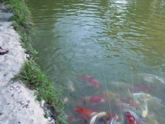 Naked House Tour and Feeding the Pond Fish and Turtle - Cory Chase and Amiee Cambridge