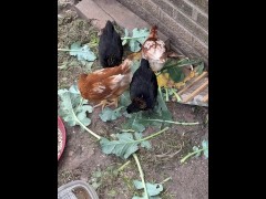 Our chicks love Brocoli
