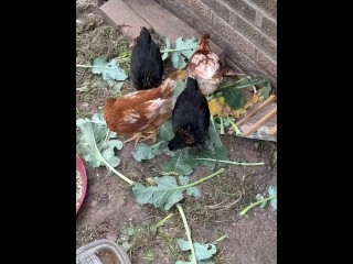 Our chicks love Brocoli Video