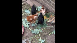 Our chicks love Brocoli