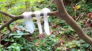 Swallowing cum from three used condoms found outdoor