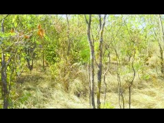 Lady_Alice_compilation_09 endless_wild_passion_(mesmerize_version)_4K_UHD_60FPS_HDR_