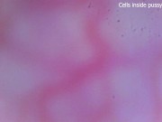 Preview 2 of Cells moving inside pussy vessels!