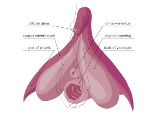 Combien De Terminaisons Nerveuses Possède Le Clitoris?