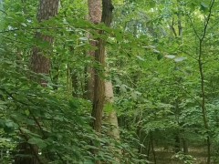 Relaxing forest view, filmed from a tree