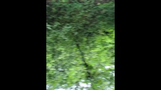 I tried masturbating in the woods *ALMOST CAUGHT* I heard someone coming