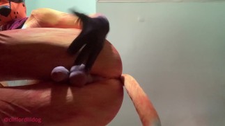 Underneath View of Tail Wagging Pup