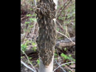 Camping Caught Caterpillar 