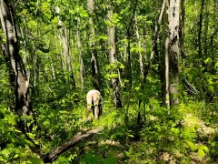 Невероятная находка в лесопарке. Девушка хотела секса