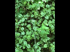 Risky Walkway Forest Piss - Screenshot 9 of 16 - Pee