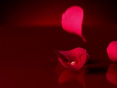 Ebony Orgasms in Heels