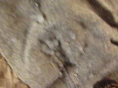 FUCVph6 Pa1ge Turn4h "Leather Onesie (pt1)" cumshot only