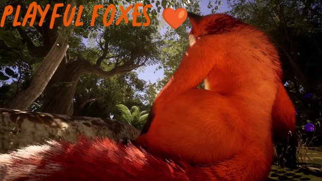 Playful Foxes  ( Wild Life )