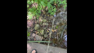 College Boy Peeing in the Park River - Dane Coxx