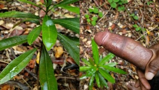 A tree full of Cum Huge Veiny Cock Solo Male Jerks Off and Spray Lots of Cum