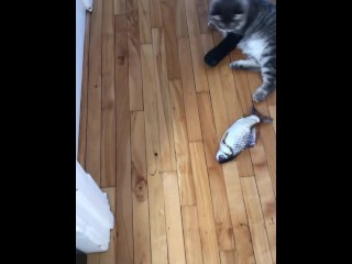 милая кошечка играет