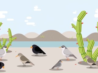 Раскрыт the Secret Evolution - Как вьюрки Дарвина открывают разнообразие жизни -