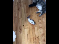 new testing july - Screenshot 16 of 16 - Cute Cat