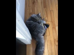 new testing july - Screenshot 5 of 16 - Cat