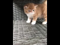 Милые киски только познают мир