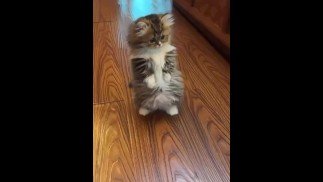 Милые киски только познают мир