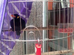 A talking bird in Vietnam. Saigon