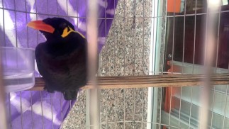 Говорящая птица во Вьетнаме. Сайгон