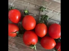 Tomatoes red - Screenshot 4 of 16 - Comatoss