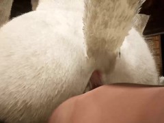 Fun In The Barn  ( Wild Life )