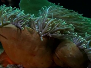 Расслабляющие видео после дрочки