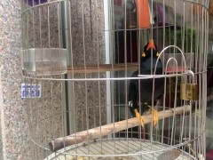 A talking bird in Vietnamese