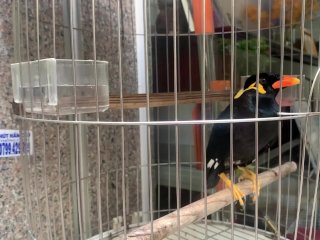 A talking bird in Vietnamese